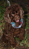Almond the Chocolate Cocker