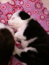 Smudge the BC Puppy