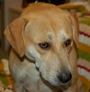 Kay the Lab