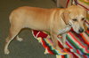 Kay the Lab