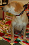 Kay the Lab