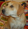 Kay the Lab
