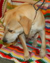 Kay the Lab