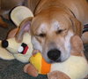Kay the Lab