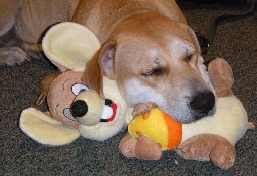 Kay the Lab