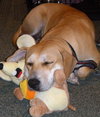 Kay the Lab