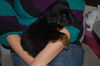 Sawyer the BC Puppy