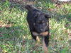 Sawyer the BC Puppy