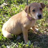 Sugar Cookie the Lab Puppy