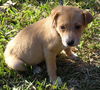 Sugar Cookie the Lab Puppy