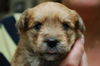 Paris the Bischon/Yorkie Pup