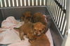 Lindsey the Bischon/Yorkie Pup
