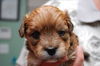 Nicole the Bischon/Yorkie Pup