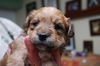 Tiger the Bischon/Yorkie Pup