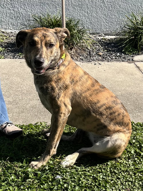 picture of the dog needing adoption
