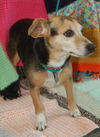 Ella the Chihauhau