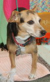 Ella the Chihauhau