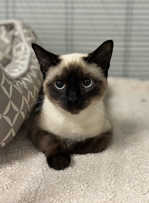 Mochi