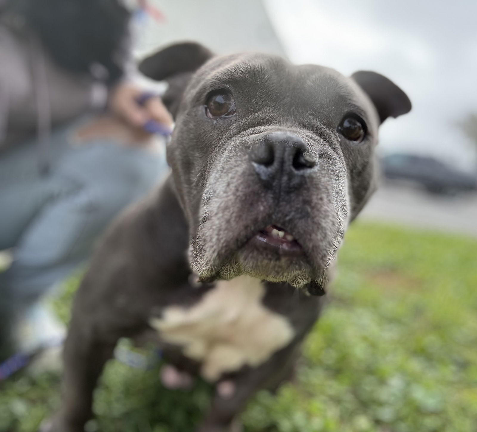 adoptable Dog in Sanford, FL named Sasha