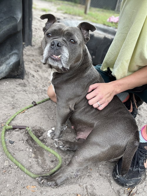 picture of the dog needing adoption