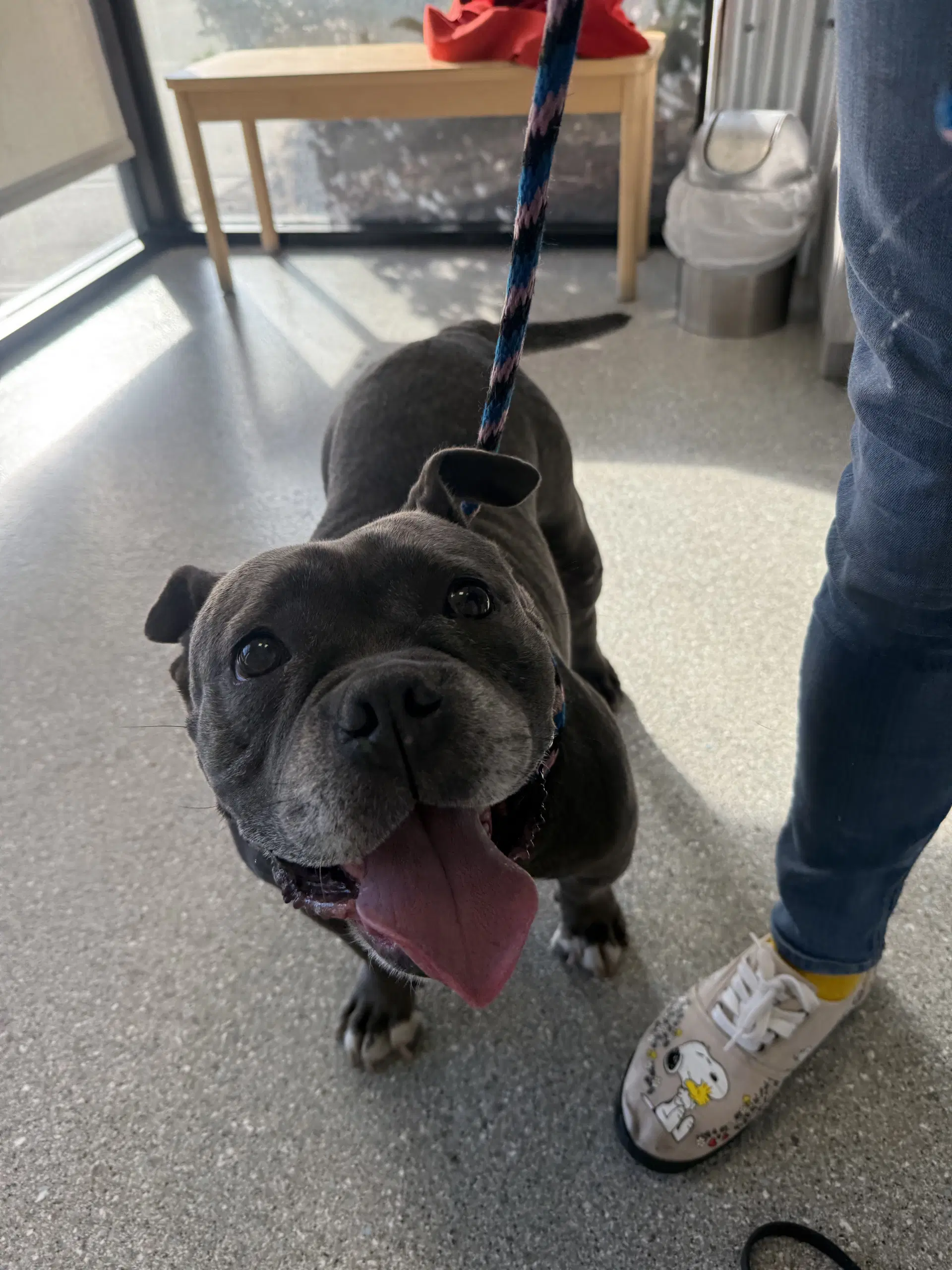 Sasha - Bulldog