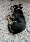 PJ *FH the Little Big Dog