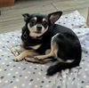 PJ *FH the Little Big Dog