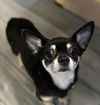 PJ *FH the Little Big Dog