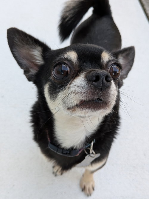 PJ the Little Big Dog