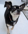 PJ  the Little Big Dog