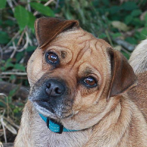 Libby the Puggle
