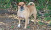 Libby the Puggle