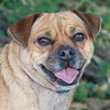 Libby the Puggle