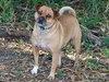 Libby the Puggle