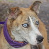 Amazing Blue Eyed Zora