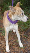 Amazing Blue Eyed Zora