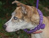 Amazing Blue Eyed Zora