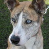 Amazing Blue Eyed Zora