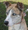 Amazing Blue Eyed Zora