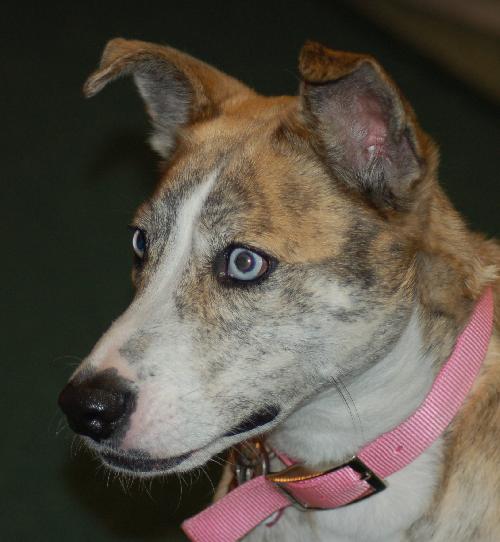 Amazing Blue Eyed Zora