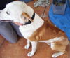 Tanner the Rhodesian Ridgeback