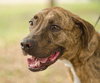 Hans the Happy Plott Hound