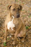Hans the Happy Plott Hound