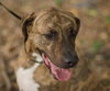 Hans the Happy Plott Hound