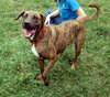 Hans the Happy Plott Hound