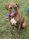 Hans the Happy Plott Hound