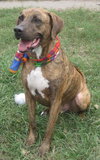 Hans the Happy Plott Hound