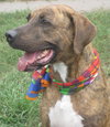 Hans the Happy Plott Hound