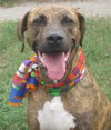 Hans the Happy Plott Hound