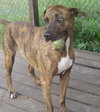 Hans the Happy Plott Hound